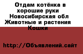Отдам котёнка в хорошие руки - Новосибирская обл. Животные и растения » Кошки   